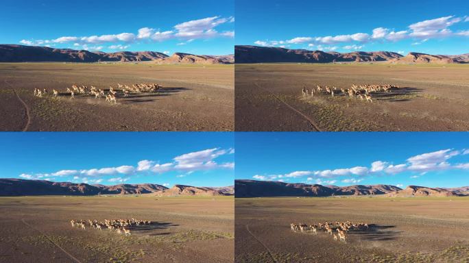 野驴群奔跑 野羊 野生动物保护区