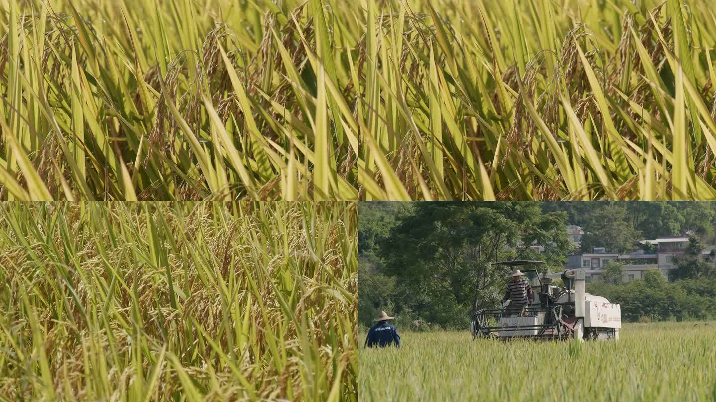 稻谷--丰收