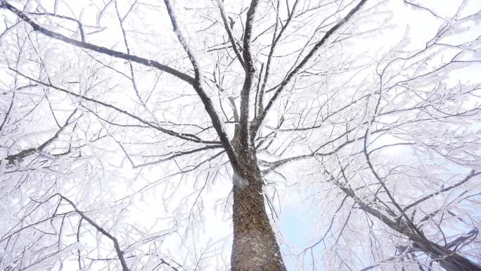 树枝冰雪融化