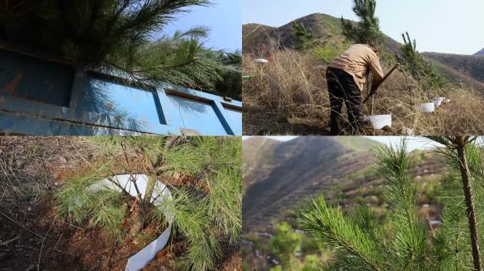 荒山植树（高清）