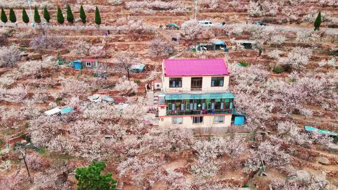 4k崂山樱花谷航拍素材