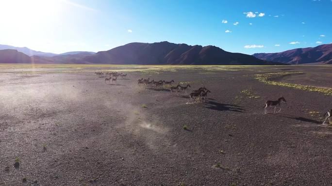 野驴群奔跑 野羊 野生动物保护区