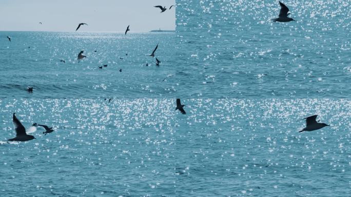 大海 海鸥 远方 升格拍摄