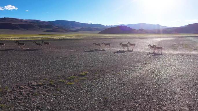 西藏野生动物 野驴 藏野驴 野驴群奔跑