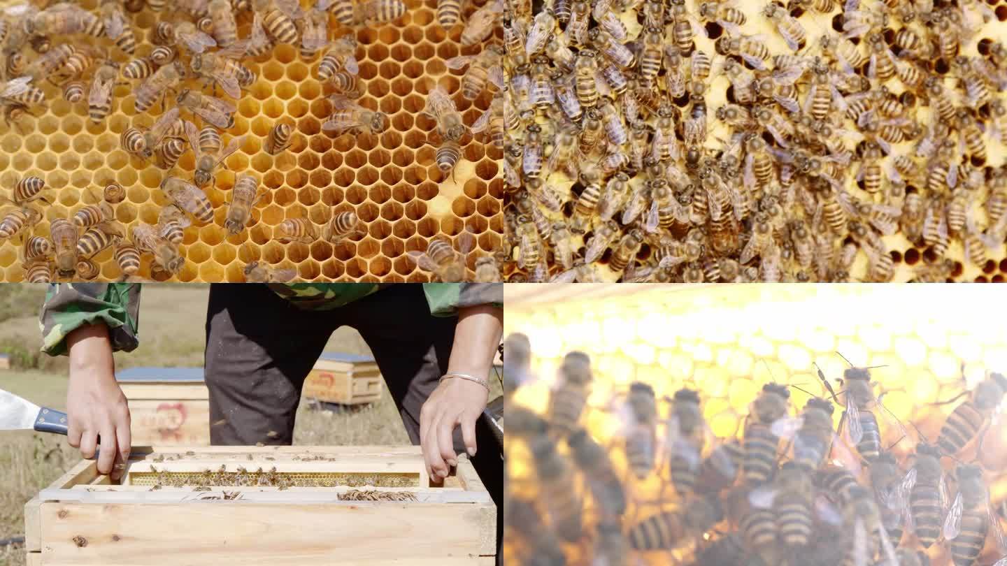 实拍蜂蜜 蜜蜂 蜂巢镜头25条【4K】