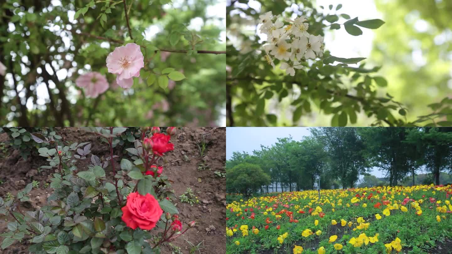 花园，玫瑰园，玫瑰花高清素材，玫瑰园