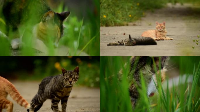 野猫特写合集