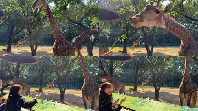 高清拍摄长隆野生动物世界长颈鹿进食