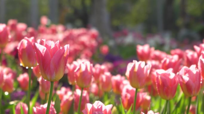 郁金香花海合集