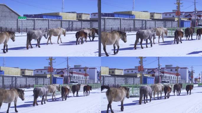 马在雪地里 下雪天赶马回家