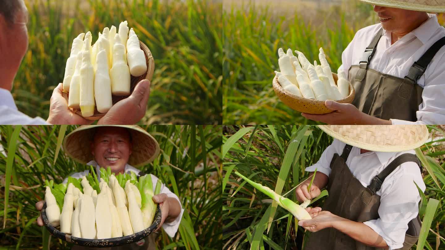 新鲜茭白