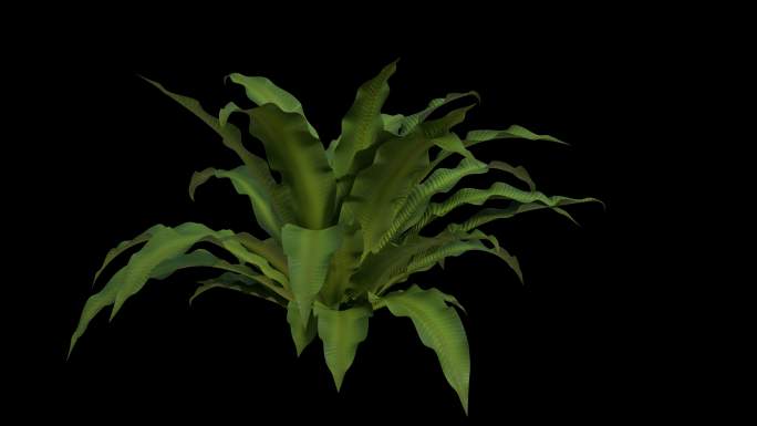 8K蕨类植物山苏花带循环动画和透明通道