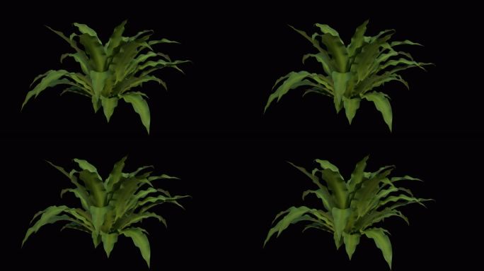 8K蕨类植物山苏花带循环动画和透明通道