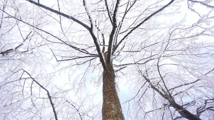 树枝结冰形成冰花