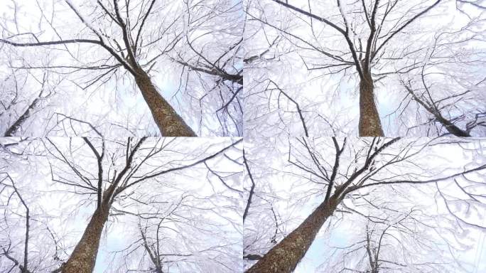 树枝结冰形成冰花