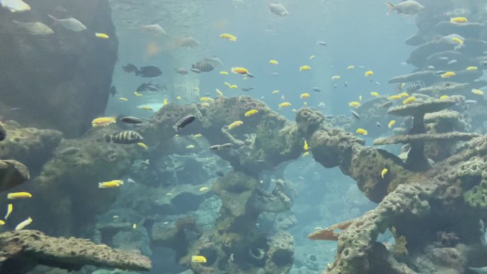 游乐场水下海底世界海洋馆看鱼游玩