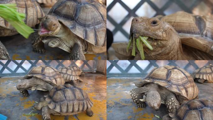 养殖陆龟吃素菜