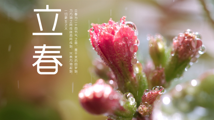 立春 花开 迎春花 红色的长寿花