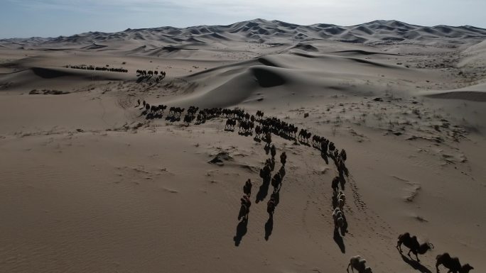 骆驼穿越大漠