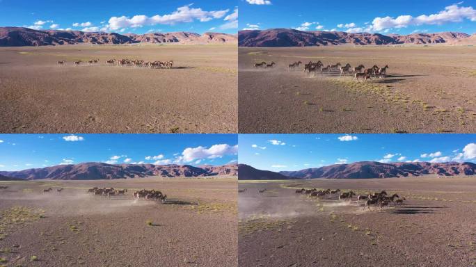 无人区 西藏阿里 阿里地区 漫天黄土