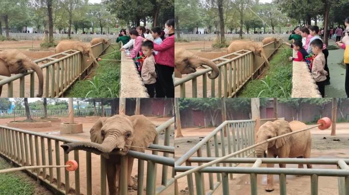 动物园游玩人群动物喂大象 喂动物 看动物