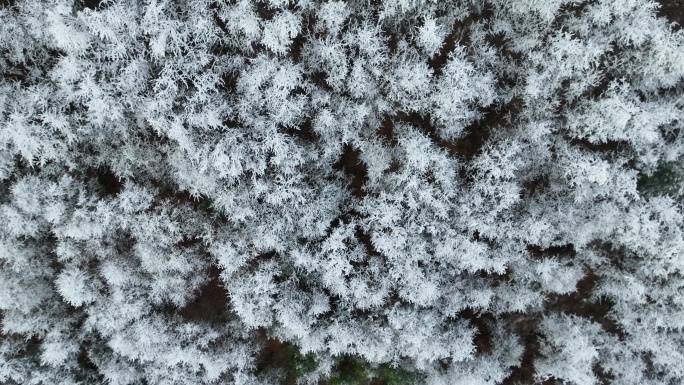 俯拍冰雪大地树木