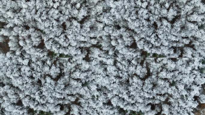 俯拍冰雪大地树木