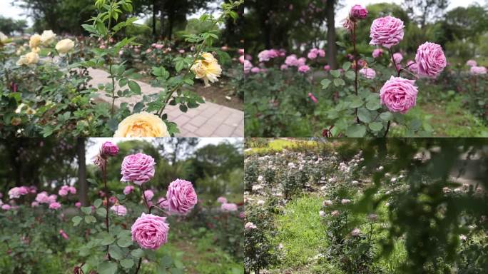 鲜花，玫瑰花素材，各类玫瑰花，玫瑰园