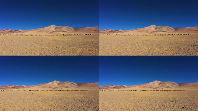 草场沙化 西藏阿里 阿里地区 漫天黄土