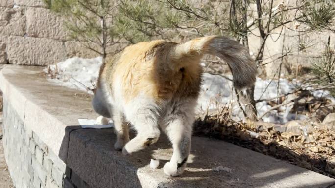 流浪猫