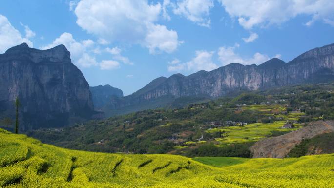 恩施绝壁油菜花海 朝东岩 大峡谷