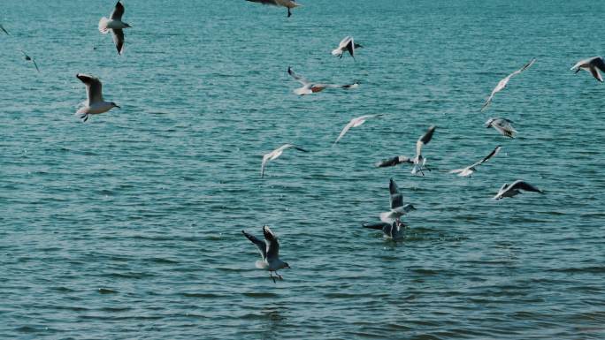 海鸥 捕食 群鸟