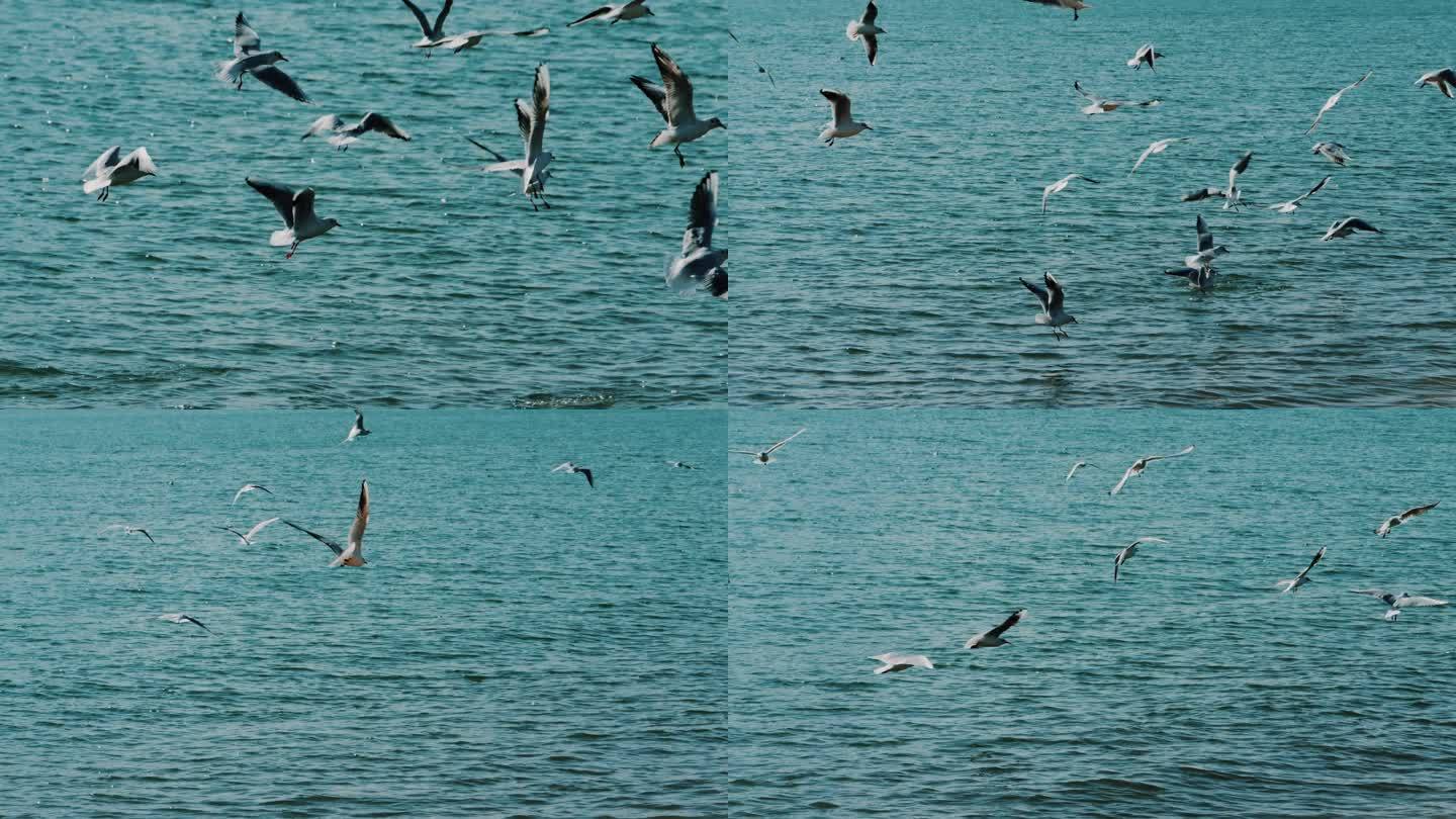 海鸥 捕食 群鸟