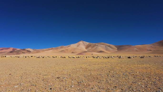 青藏高原 草场沙化 西藏阿里 阿里地区