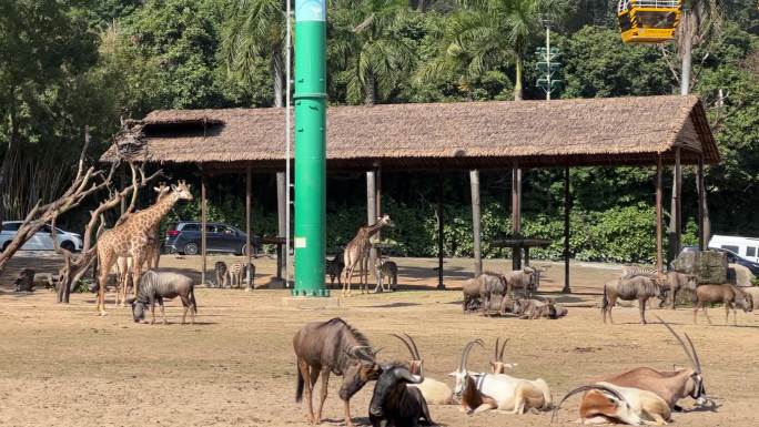 高清拍摄长隆野生动物世界长颈鹿进食