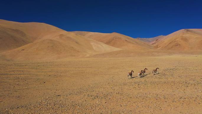 艰难地区 贫困地区 西藏野生动物 野驴