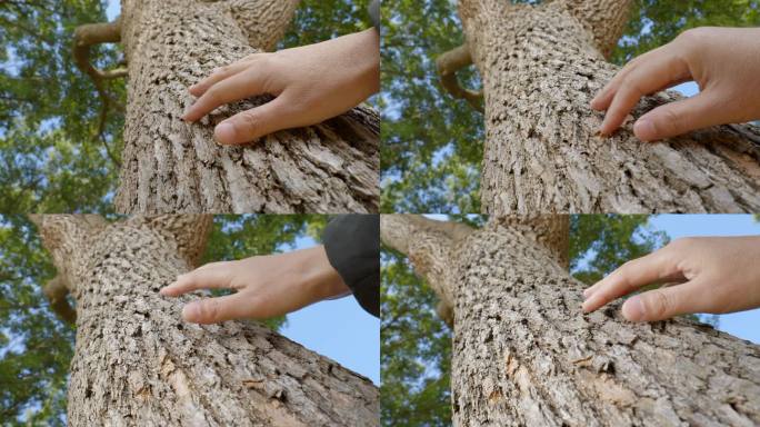 用手触摸树干树皮树木树干触摸大自然