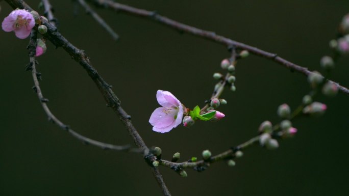 桃花