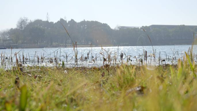 暖暖阳光下的湖边风景，波光粼粼，水波荡漾