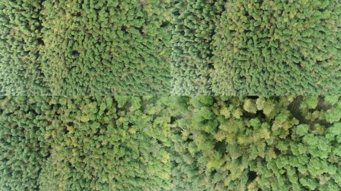 安吉大竹海航拍