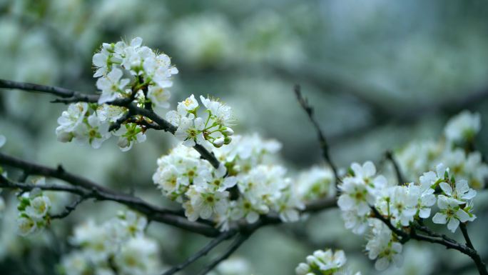 梨花盛开春天蜜蜂花开花花瓣梨花梨花开花花