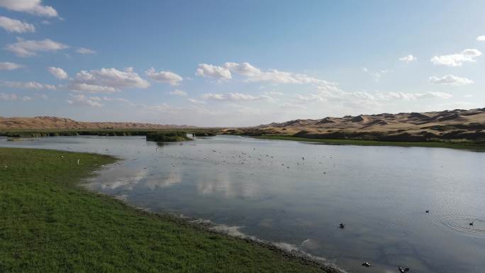 内蒙古 腾格里沙漠大雁 绿洲 飞鸟 生态