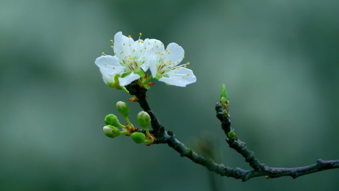 梨花盛开春天蜜蜂花开花花瓣梨花梨花开花花