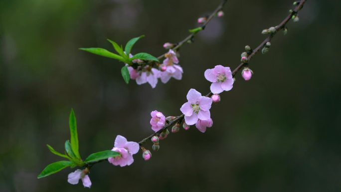 桃花