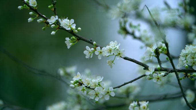 梨花盛开春天蜜蜂花开花花瓣梨花梨花开花花