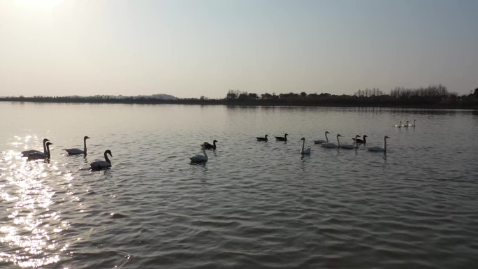 夕阳下的上涉湖湿地