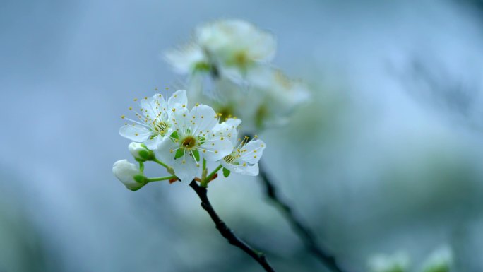 梨花盛开春天蜜蜂花开花花瓣梨花梨花开花花