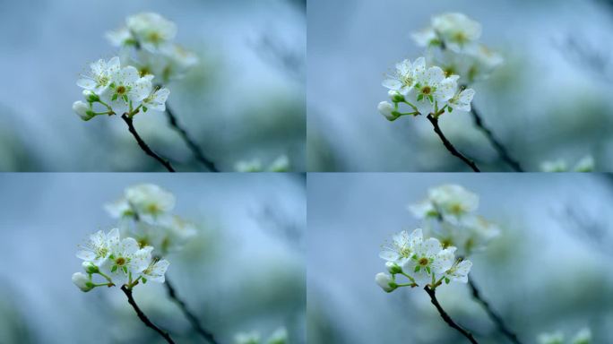 梨花盛开春天蜜蜂花开花花瓣梨花梨花开花花