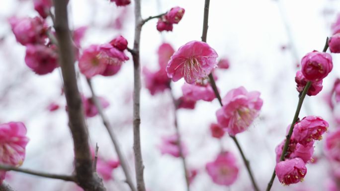 梅花 春天