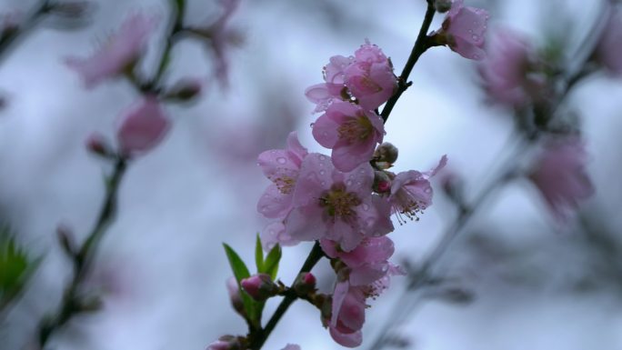 桃花